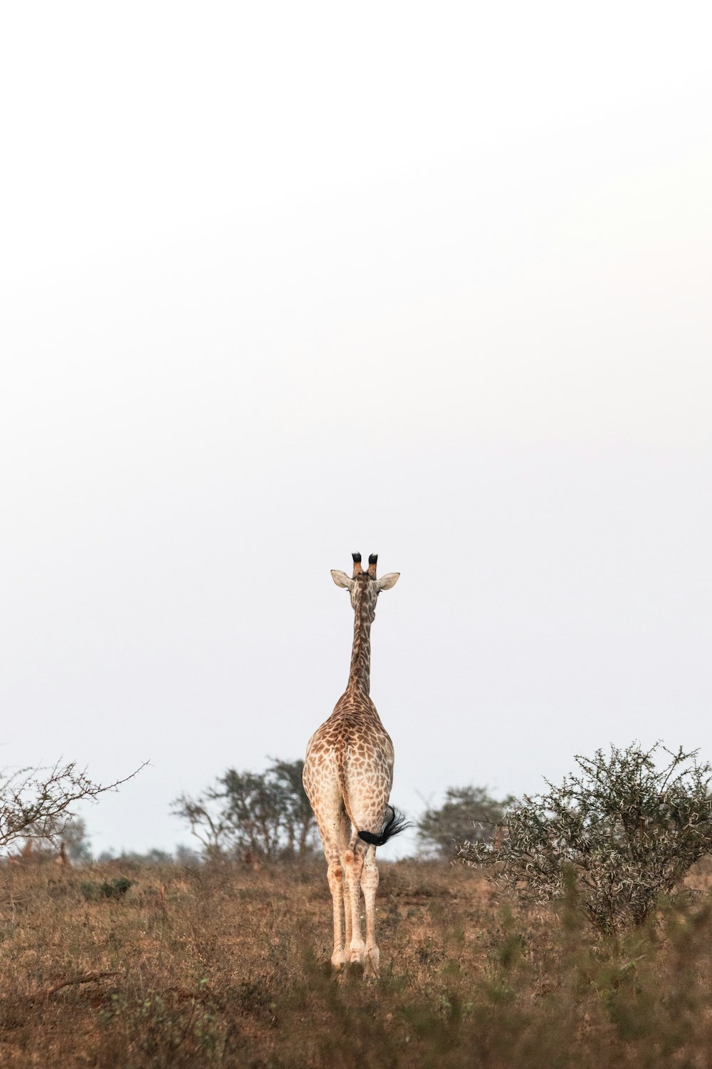 a giraffe standing in the middle of a field