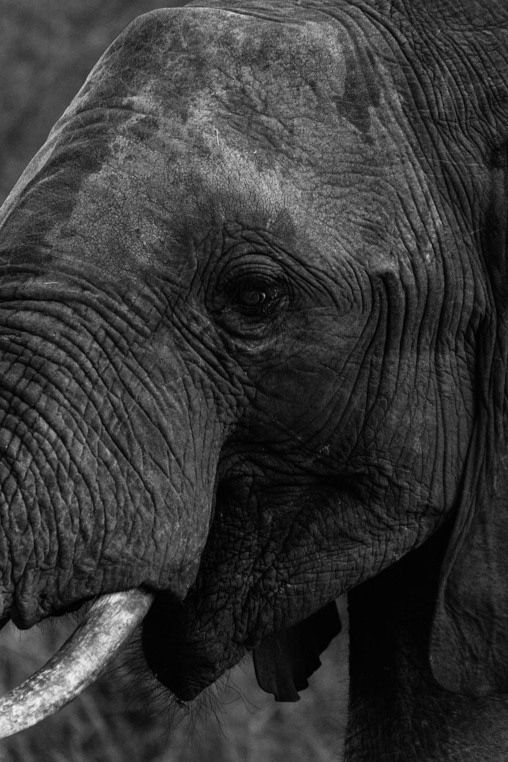 a black and white photo of an elephant