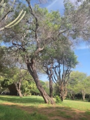 A vibrant community park landscaping project with native desert flora and inviting seating.