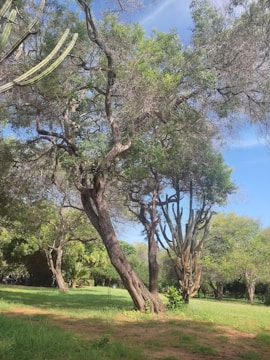 A vibrant community park landscaping project with native desert flora and inviting seating.