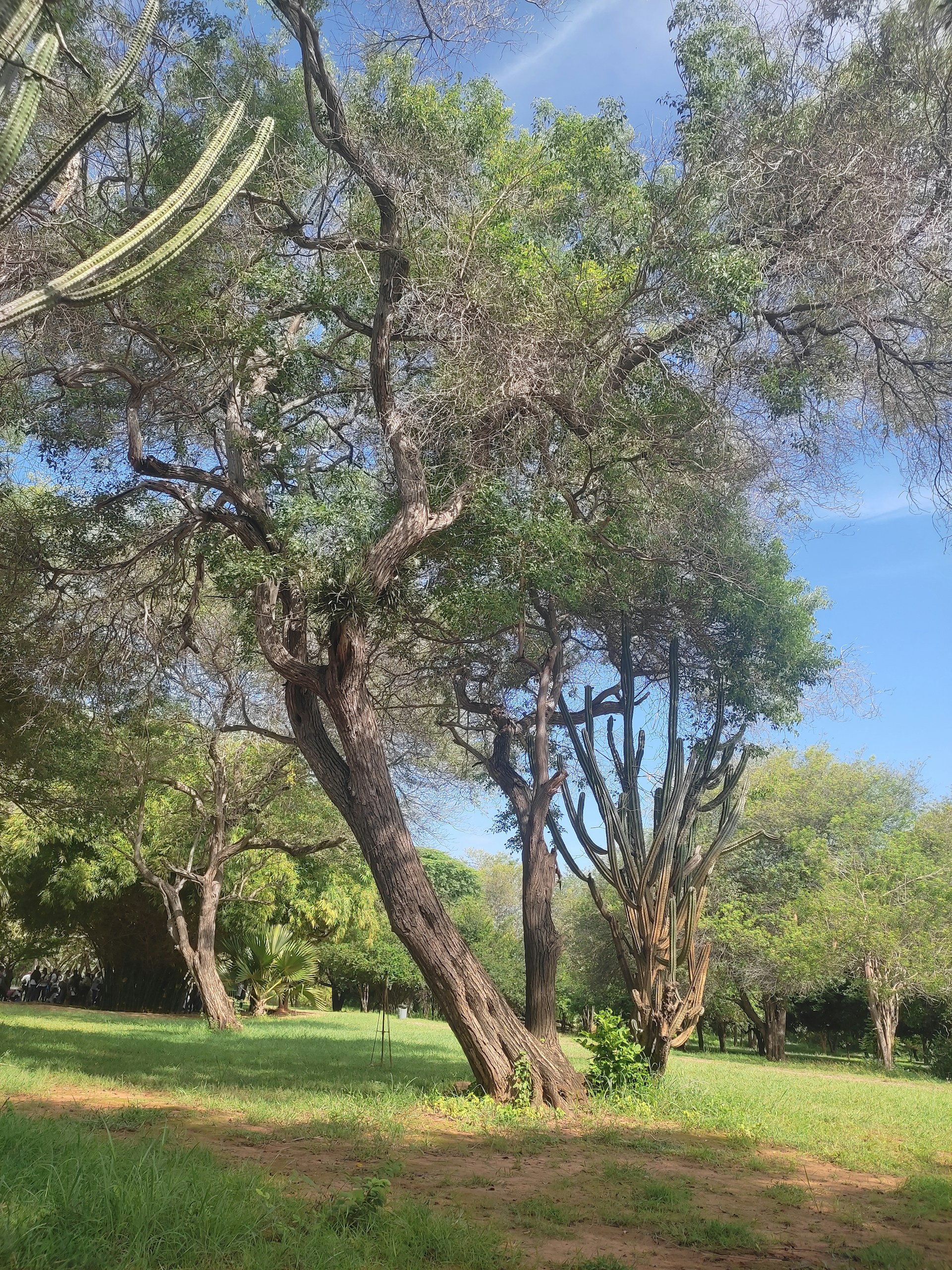 A serene view of a lush green park in Tlalpan with children playing and families relaxing under tall trees.