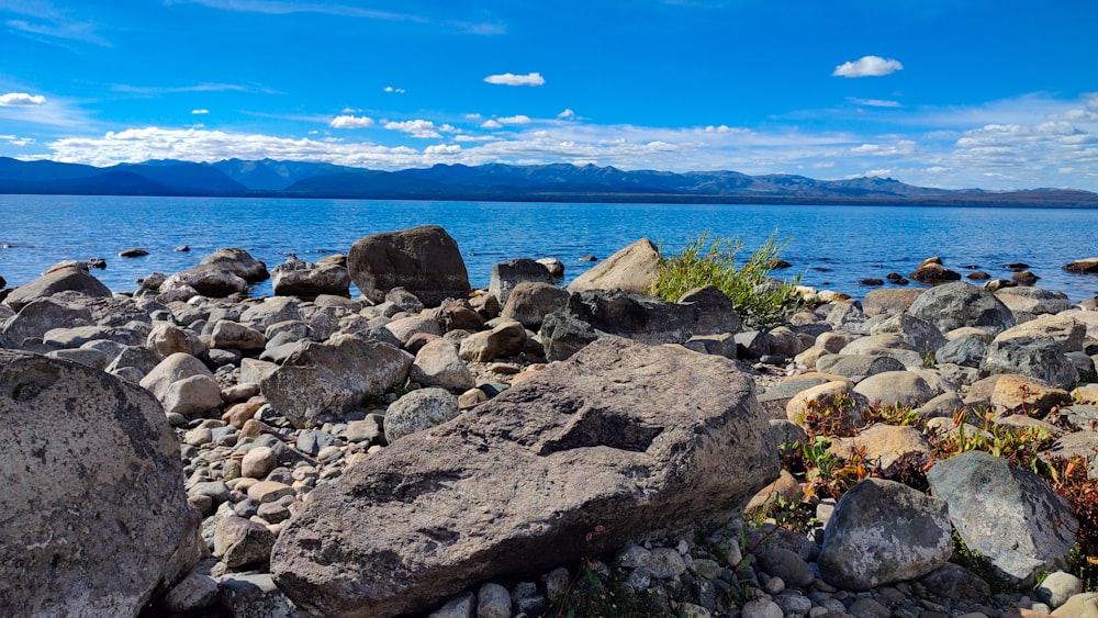 rocks and plants on the shore of a lake