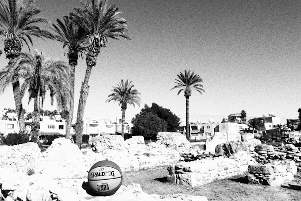 A black and white image featuring a basketball placed on rocky ground, surrounded by tall palm trees. In the background, there are modern residential buildings and a clear sky.