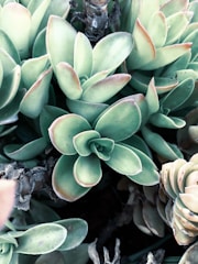 Close-up of a cluster of succulent plants with thick, fleshy leaves. The leaves are mostly green with hints of red on the edges, displaying a rosette pattern. Some dried, brown stems are visible among the vibrant leaves.
