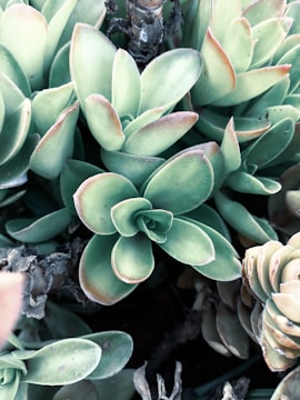 Close-up of a cluster of succulent plants with thick, fleshy leaves. The leaves are mostly green with hints of red on the edges, displaying a rosette pattern. Some dried, brown stems are visible among the vibrant leaves.