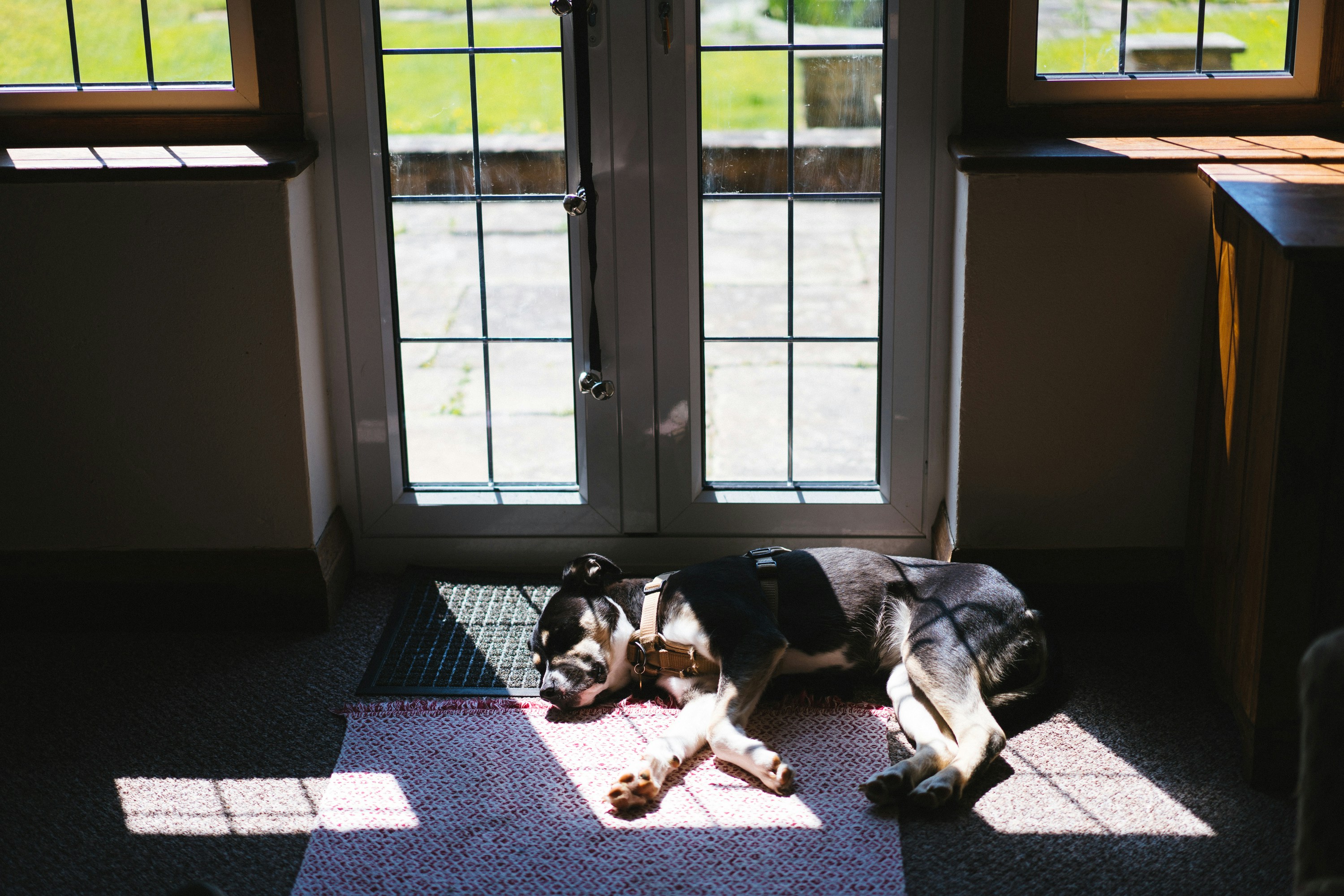 a dog laying on the floor in front of a door