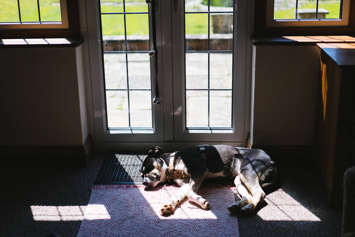 a dog laying on the floor in front of a door