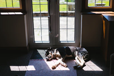 a dog laying on the floor in front of a door