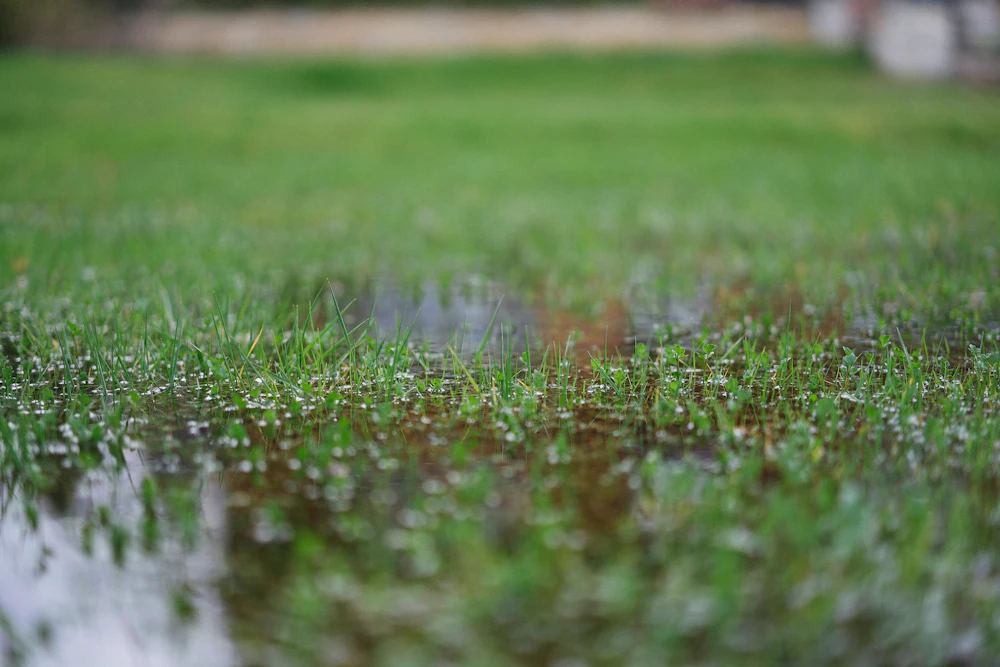 Waterlogged turf with water sitting at the surface across a lawn