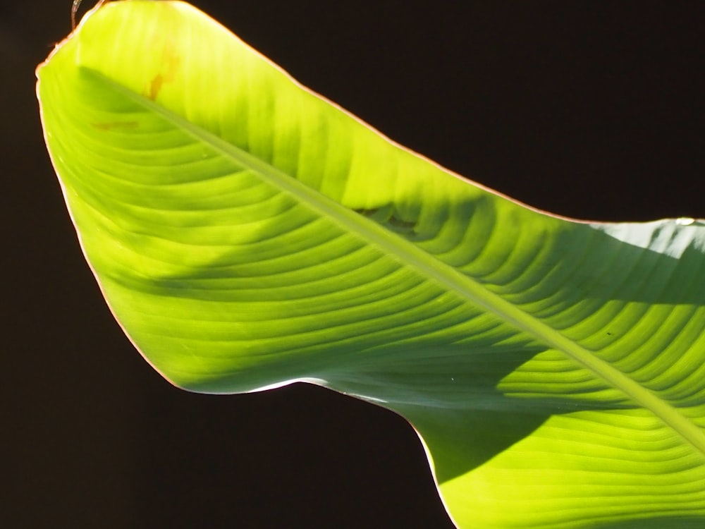 a close up of a large green leaf