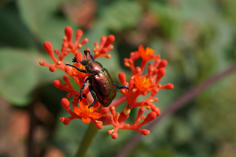 Gros plan d’un coléoptère sur une fleur d’oranger