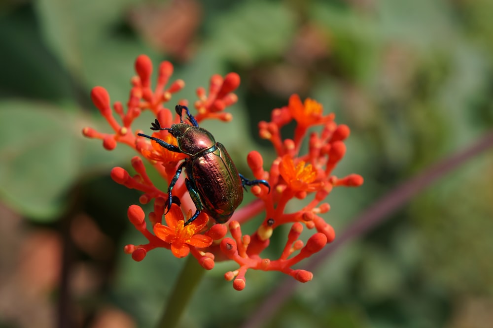 a close up of a beetle on an orange flower