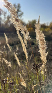 A serene outdoor scene with hemp plants swaying gently in the breeze under a clear blue sky.