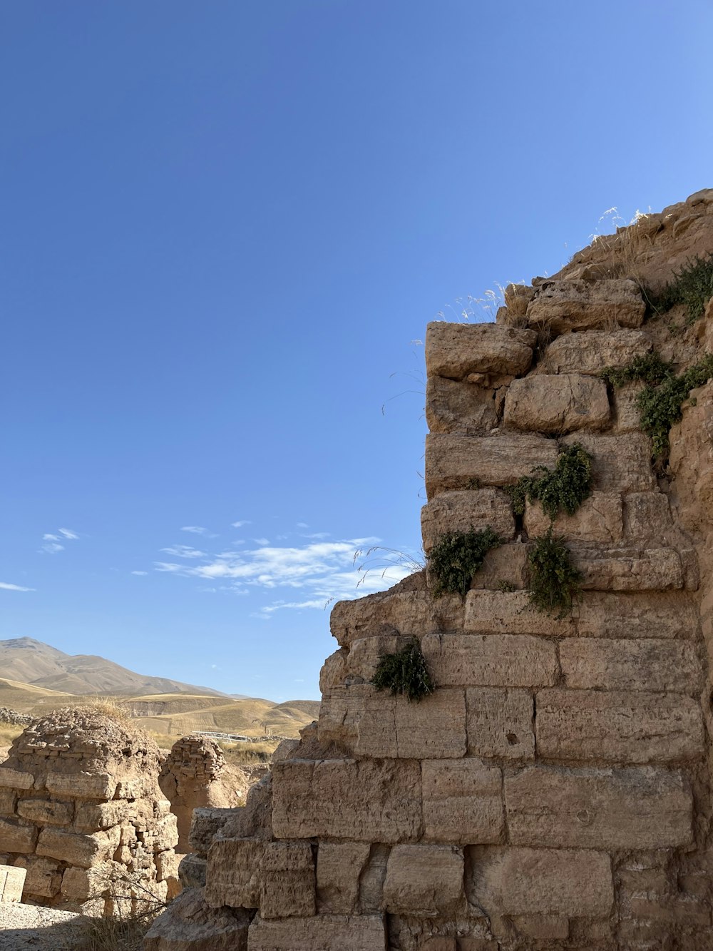 a stone wall with a bunch of plants growing on it