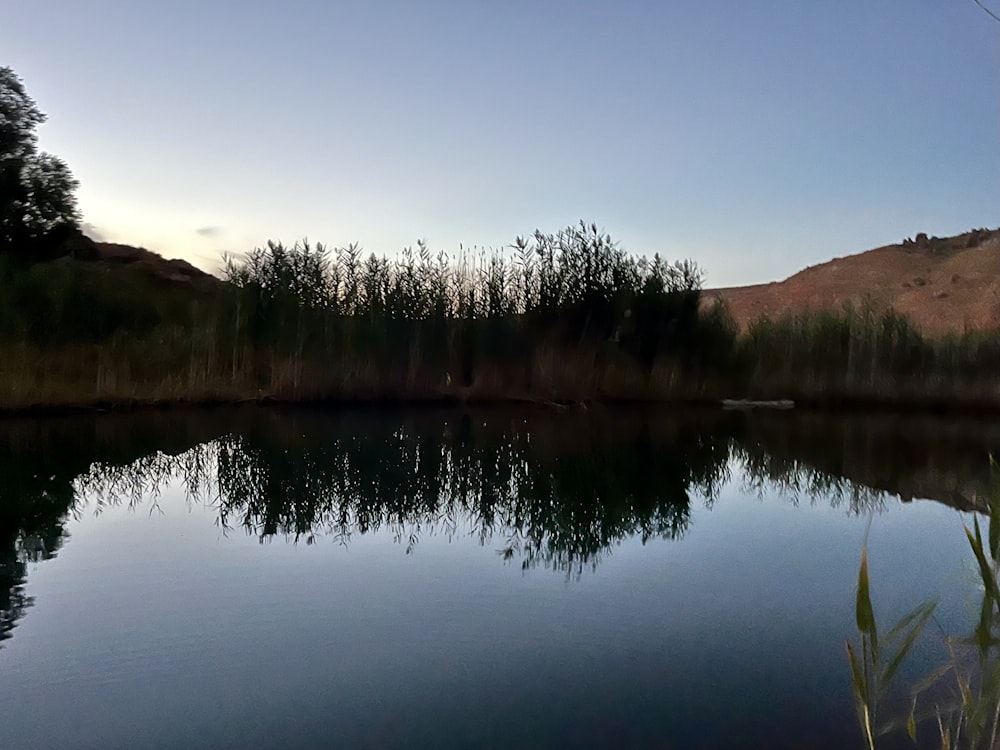 a body of water surrounded by a forest