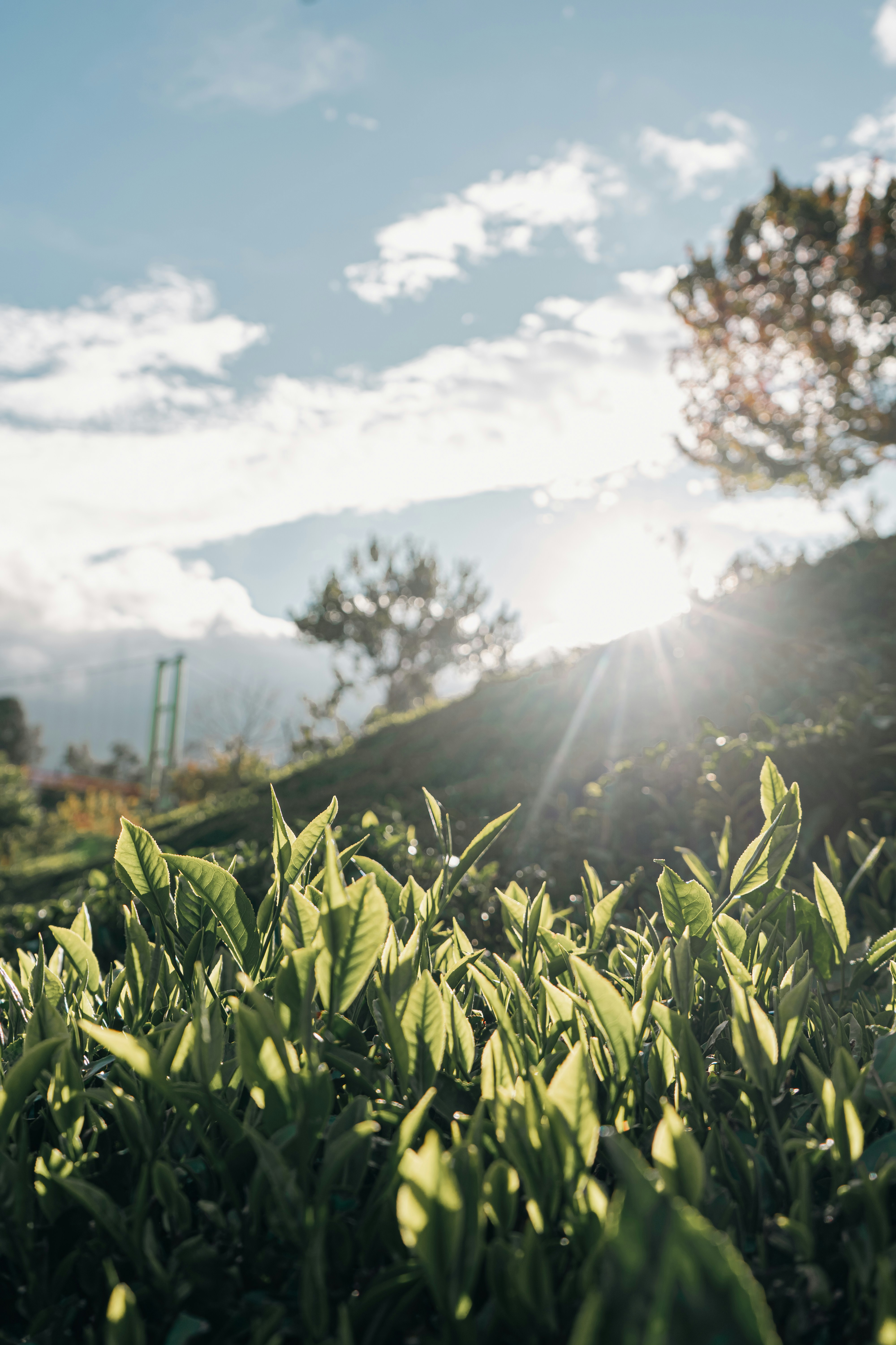 the sun shines brightly through the leaves of a bush