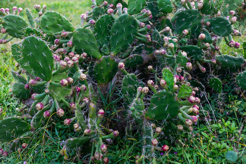 a bunch of plants that are in the grass