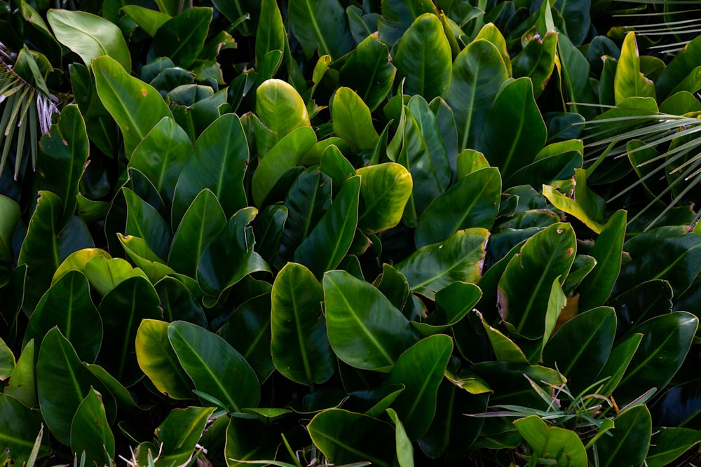 a close up of a bunch of green plants