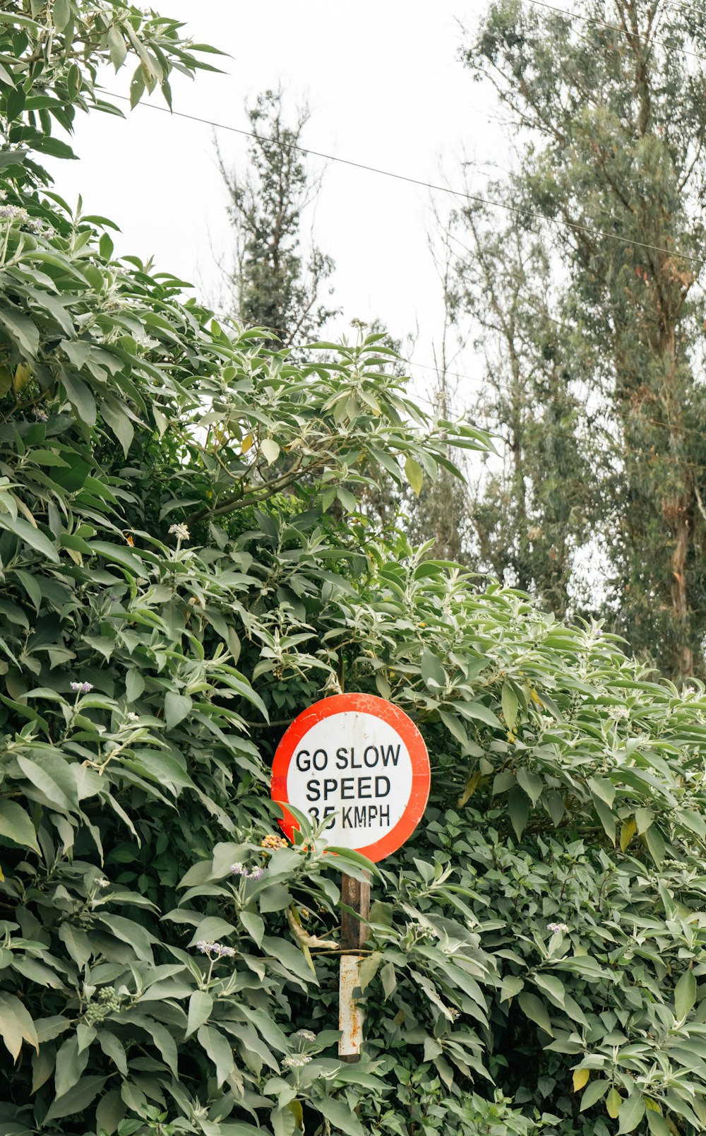 a red and white sign sitting on the side of a lush green forest