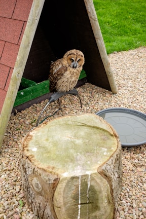 An owl is perched near a small, triangular wooden shelter on a pebble surface. A large tree stump is in the foreground, and a circular dish is nearby. Grass is visible in the background, adding greenery to the scene.