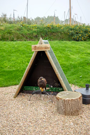 Trainer placing feed on a high perch to encourage explosive takeoff and quick turns.