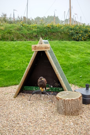 A bird of prey is perched on a stand in front of a small triangular wooden shelter. The shelter is set on a gravel surface with grass surrounding it. Nearby, there is a tree stump and a black plastic container. The background reveals a lush green field with yellow flowers and some tall structures resembling masts.