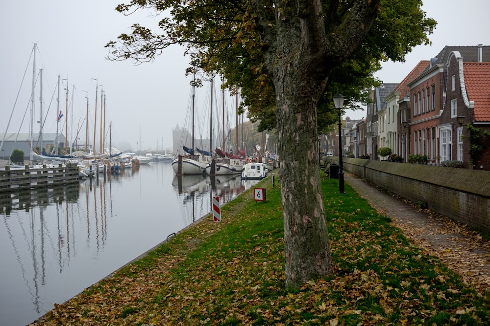 a body of water filled with lots of boats