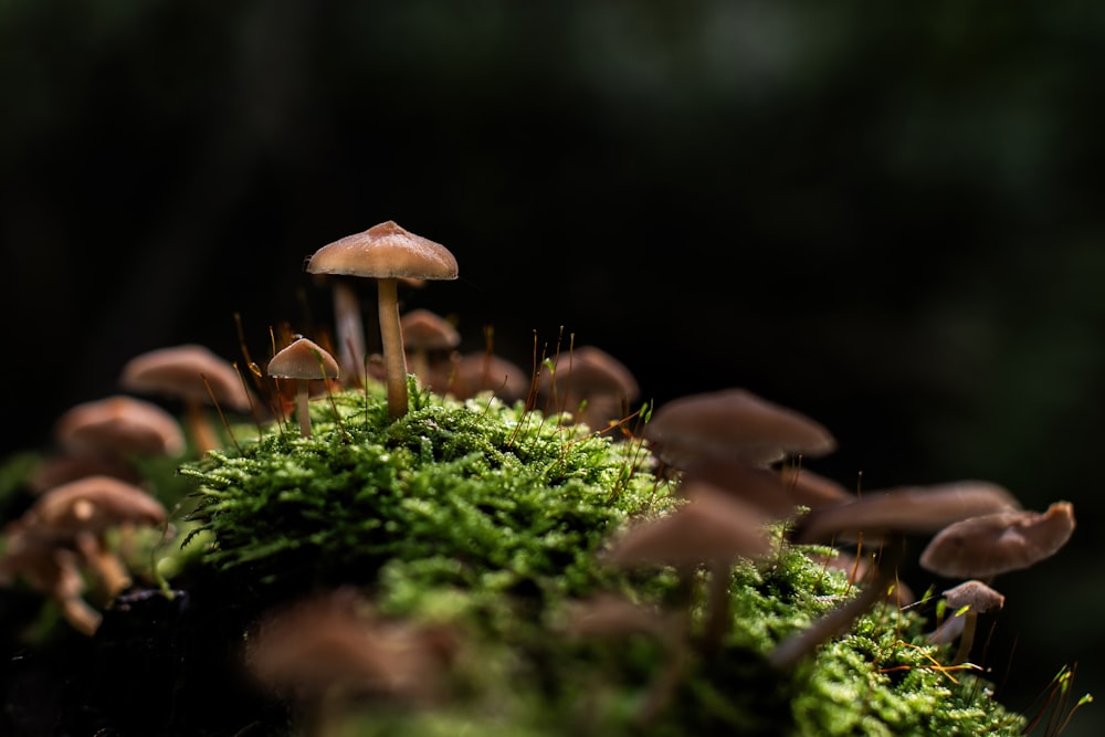 a group of mushrooms sitting on top of a moss covered forest