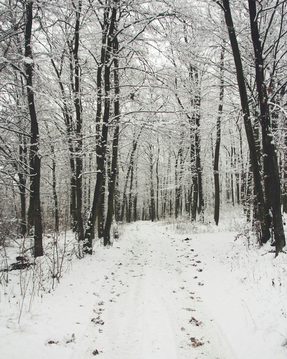 a trail in the woods covered in snow