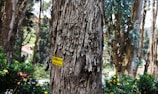 A large tree with textured bark stands prominently in the foreground. A yellow sign with black text is attached to the tree, reading 'Eucalyptus Tree Acacia go' in English and another language. Surrounding the tree are green bushes with small yellow flowers. More trees and greenery are visible in the background, creating a dense and lush forest environment.