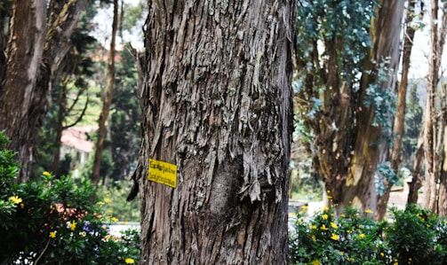A large tree with textured bark stands prominently in the foreground. A yellow sign with black text is attached to the tree, reading 'Eucalyptus Tree Acacia go' in English and another language. Surrounding the tree are green bushes with small yellow flowers. More trees and greenery are visible in the background, creating a dense and lush forest environment.