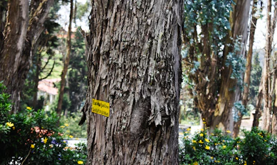 A large tree with textured bark stands prominently in the foreground. A yellow sign with black text is attached to the tree, reading 'Eucalyptus Tree Acacia go' in English and another language. Surrounding the tree are green bushes with small yellow flowers. More trees and greenery are visible in the background, creating a dense and lush forest environment.