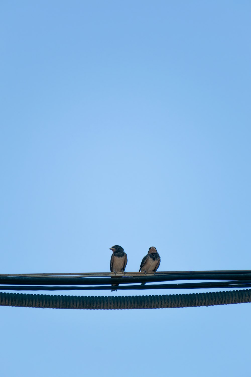 two birds sitting on a wire against a blue sky