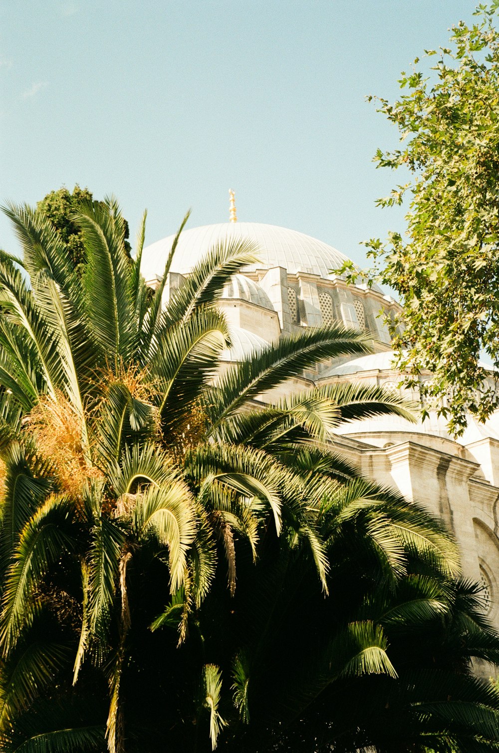 a palm tree in front of a building with a dome