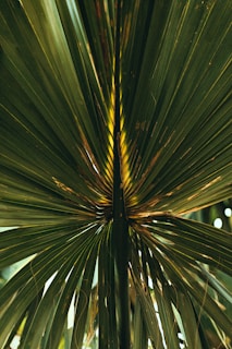A vibrant, close-up view of a palm leaf with elongated, pointed green fronds radiating outward. The central stem divides the symmetrical pattern of leaves, showcasing different shades of green with some brownish spots indicating natural wear.
