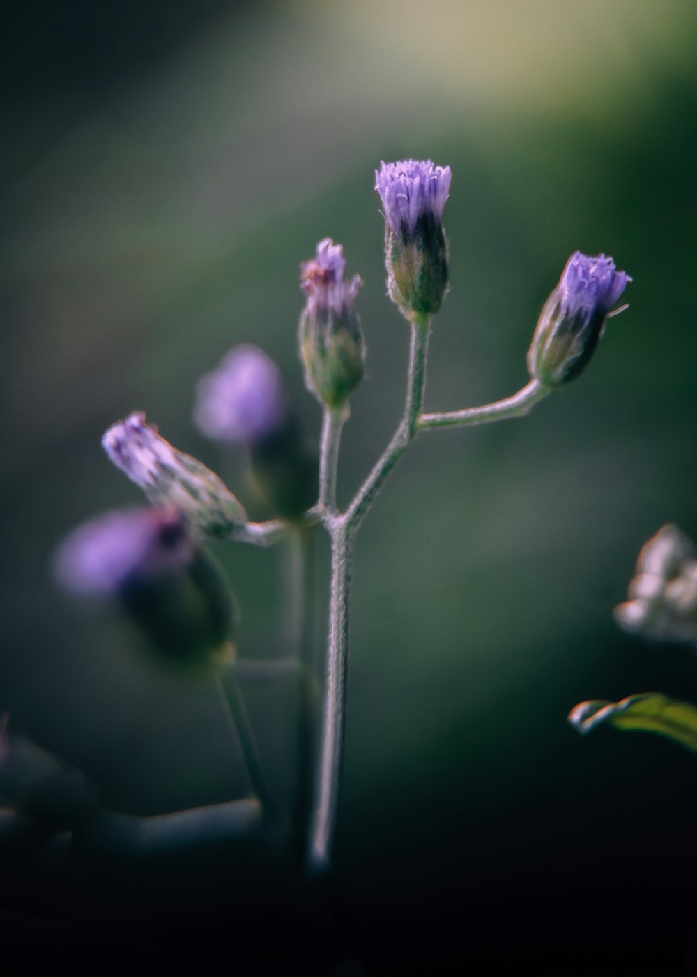 a close up of a flower with a blurry background