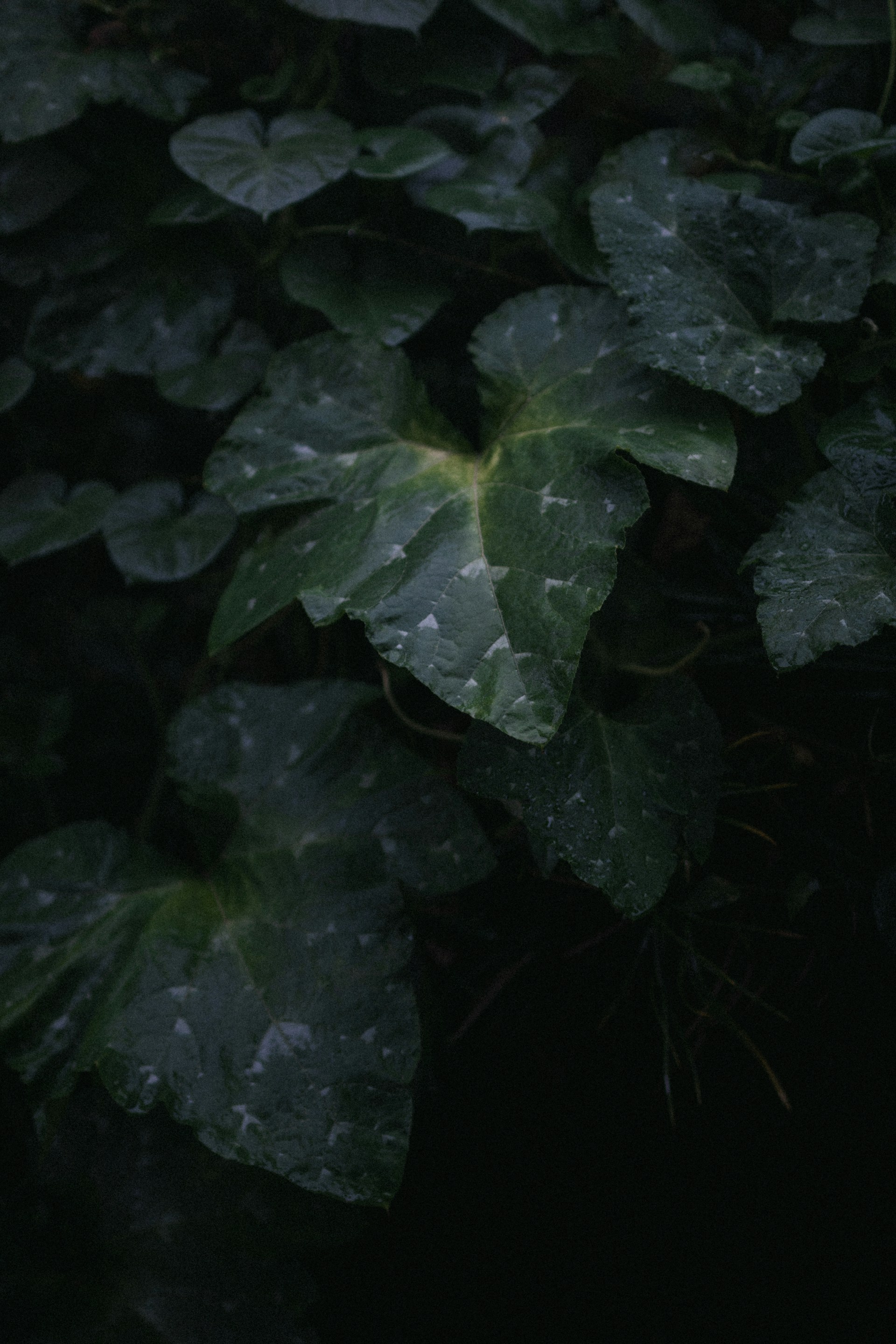 a close up of a plant with water droplets on it