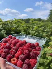 A vibrant field of ripe raspberries ready for harvest under a clear blue sky.