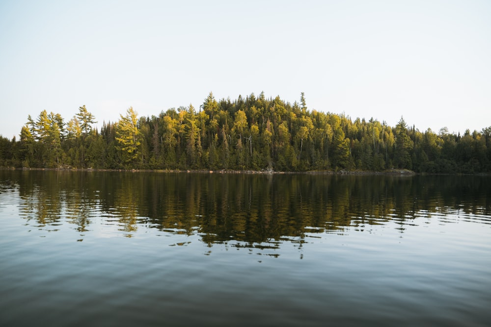 a large body of water surrounded by trees