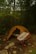 A yellow camping tent is set up in a forested area with dense green foliage and tall trees surrounding it. In the foreground, a foldable camping chair with red legs is placed in front of the tent. The ground is covered with patches of grass, dirt, and scattered rocks. A pair of hiking shoes is visible beside the tent.