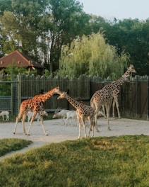 Giraffes walk peacefully in an enclosure at a zoo, surrounded by lush green trees and a wooden fence. The animals appear relaxed and are accompanied by several smaller antelope-like creatures. The setting sun casts a warm glow over the scene, enhancing the natural environment.