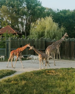 Giraffes walk peacefully in an enclosure at a zoo, surrounded by lush green trees and a wooden fence. The animals appear relaxed and are accompanied by several smaller antelope-like creatures. The setting sun casts a warm glow over the scene, enhancing the natural environment.