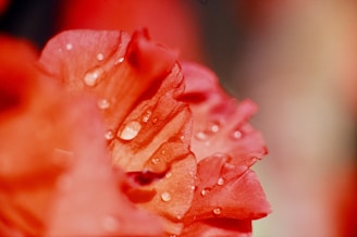 Macro shot of a dew-covered flower petal showing intricate details.