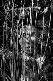 A carved wooden face partially obscured by tall blades of grass, set against a backdrop of dense foliage. The monochromatic image highlights the contrast between light and shadow, enhancing the intricate details of the carving.
