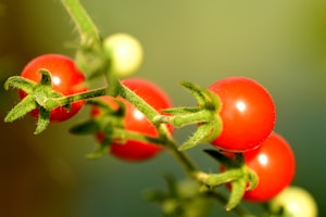 Fresh Red Tomatoes