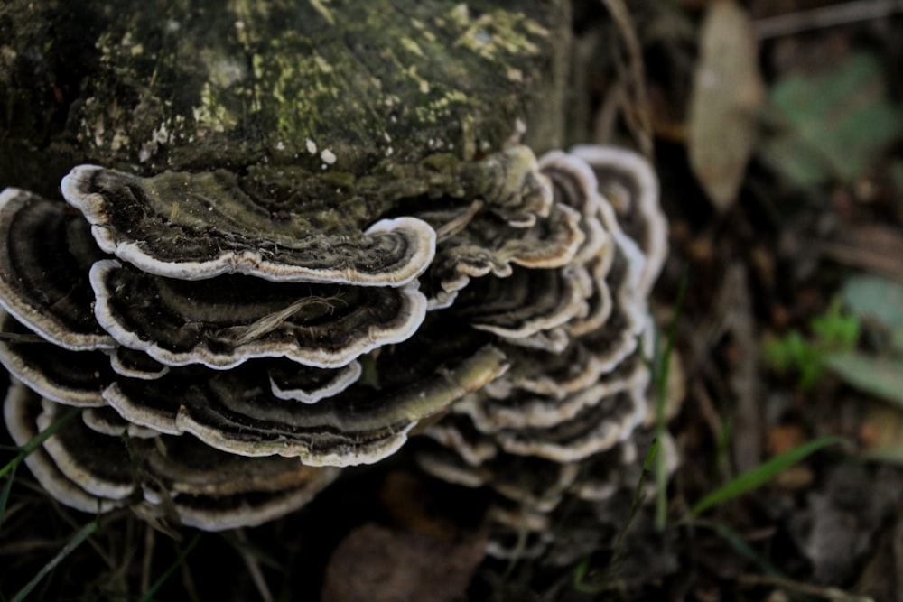 a bunch of mushrooms that are on the ground