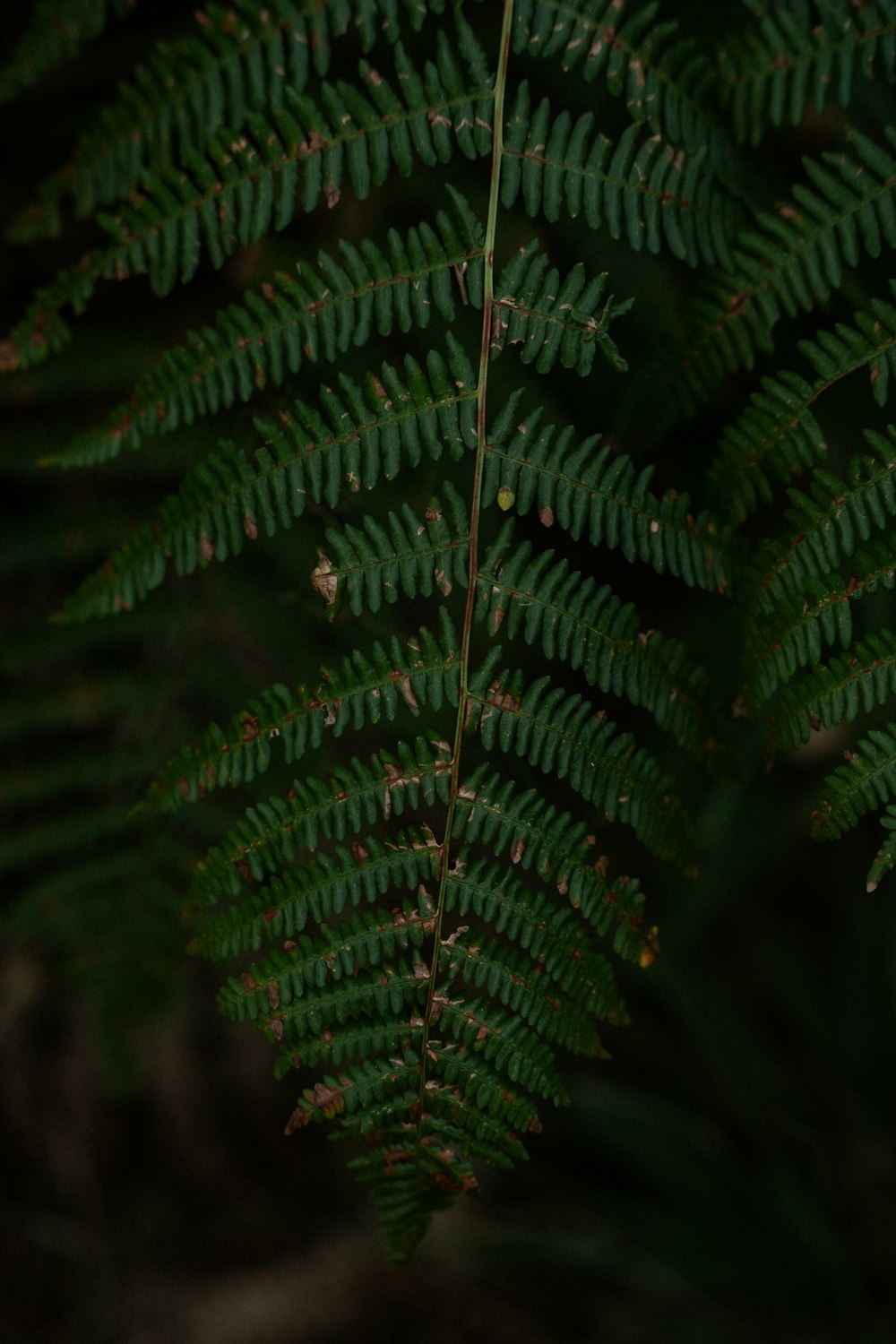 a close up of a green plant with lots of leaves