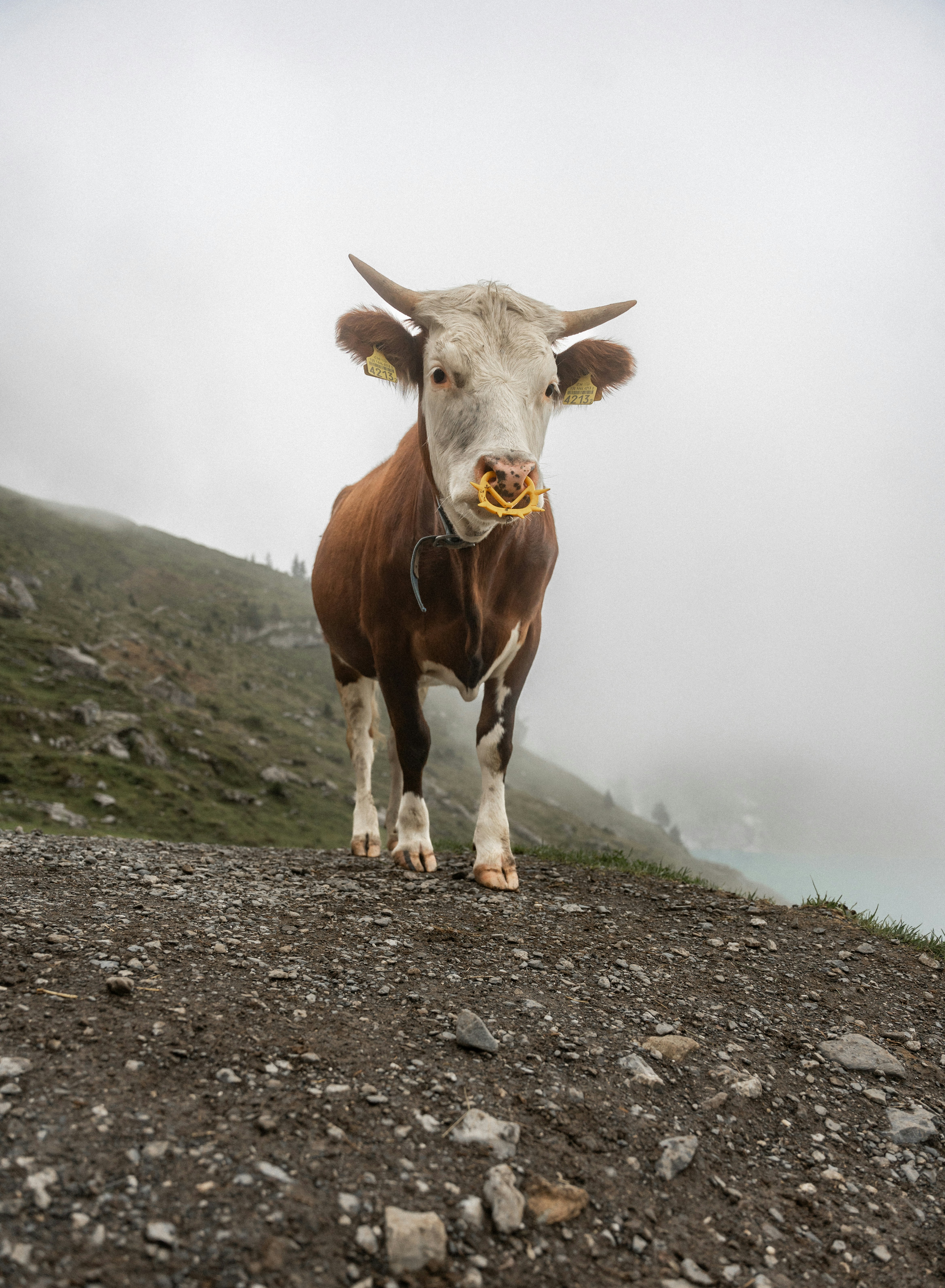 Photo by xandrovandewalle