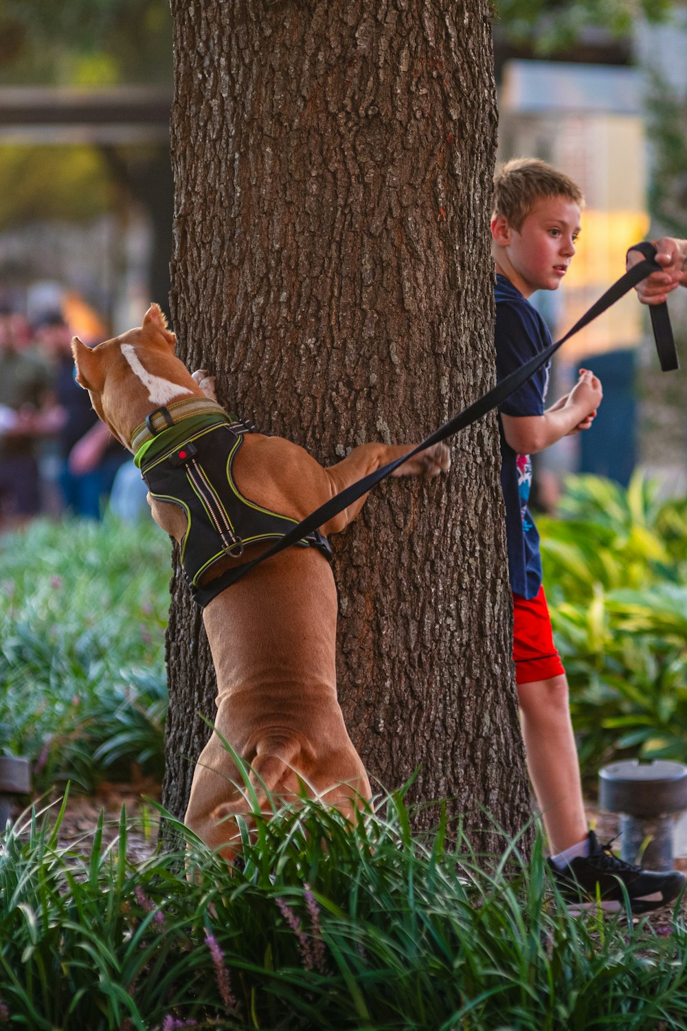 a boy and a dog are standing next to a tree