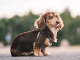 A dachshund dog with a long brown coat, sitting on an asphalt surface. The background appears to be a blurred green natural setting, suggesting a park or wooded area. The dog is wearing a harness and looking towards the camera with a calm expression.
